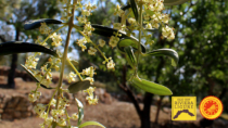 Olio Riviera Ligure DOP, la fioritura degli olivi in Liguria: si prepara l