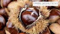 Castagne, in Campania il Marrone di Roccadaspide IGP batte il flagello del cinipide