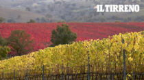 Vino, una Toscana BIO: il 17% delle vigne Sangiovese sul trono