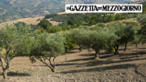 Olio Lucano, ottenuto l