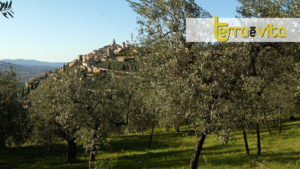 Strada dell’Olio extravergine di oliva Dop Umbria_CS_Terraèvita