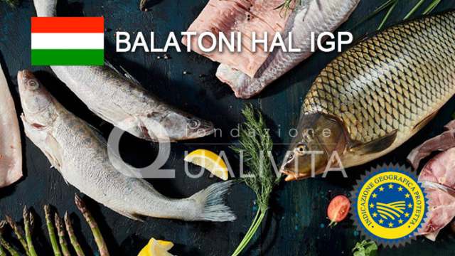 Balatoni Hal IGP - Ungheria