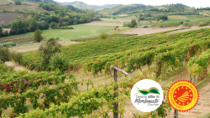 Pannelli geologici nelle vigne del Monferrato casalese
