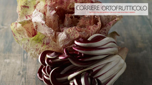 Radicchio di Treviso