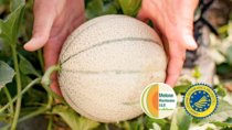 Melone Mantovano: cresce l’attenzione sull’IGP