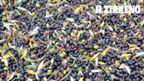 Toscana, Olio EVO: costi e prezzi in crescita. E c