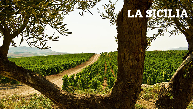 Vini DOC Sicilia
