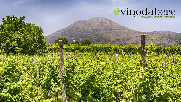 Campania.wine