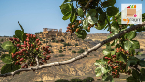 Pistacchio di Raffadali DOP