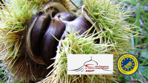 Castagna di Roccamonfina IGP