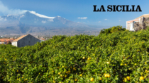 Una nuova campagna per valorizzare i limoni siciliani IGP