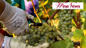 Vendemmia 2022