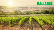 Cantine aperte in Toscana durante la vendemmia