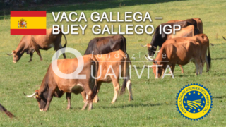 Vaca Gallega Buey Gallego IGP