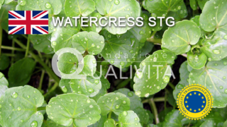 Watercress STG
