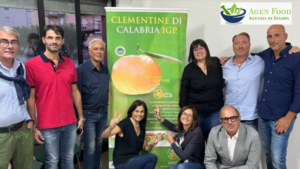 clementine di calabria