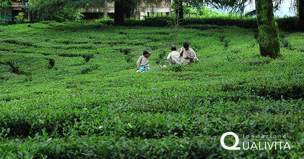 Kangra Tea IGP :: Qualigeo