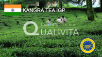 Kangra Tea IGP – India