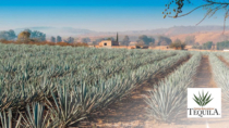 La strategia di sostenibilità del Consejo Regulador del Tequila