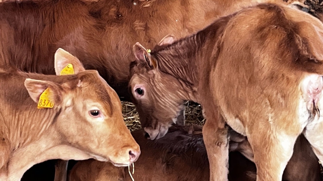 2023 - Dal Campo al Vassoio