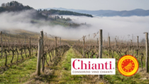 Vendemmia, Consorzio Vino Chianti: “Ottima qualità, la peronospora ha diminuito la quantità”