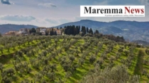 Olio Extravergine d’oliva: cresce l’apprezzamento sui mercati per il Made in Tuscany