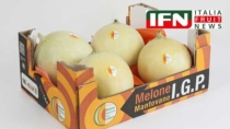 Melone Mantovano IGP, qualità eccellente ma volumi contenuti