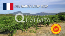 Pic Saint-Loup DOP - Francia