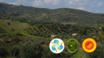 L’olio EVO Val di Mazara DOP si racconta con DOS Sicilia