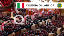 Ciliegia di Lari IGP registrata ufficialmente in UE, sono 324 le IG italiane del Cibo