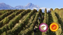 Stato di calamità per l’agricoltura abruzzese, soddisfatto il Consorzio Tutela Vini d’Abruzzo