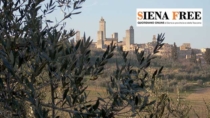 Il Consorzio dell’Olio EVO Terre di Siena DOP entra in Origin Italia