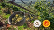 Conegliano Valdobbiadene - Prosecco DOP: eletto il nuovo CDA