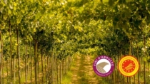 Consorzio Vini d
