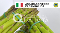 Asparago Verde di Canino IGP registrato ufficialmente in UE: salgono a 326 le IG italiane del Cibo