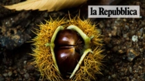La Castagna Cuneo IGP alla scoperta di nuovi mercati