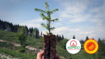 1000 alberi per il futuro: Asiago DOP in prima linea per l’ambiente