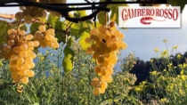La Campania del vino si ridisegna: nasce il Consorzio vini Dop della Penisola Sorrentina