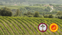 Consorzio Brunello di Montalcino, confermata riduzione rese per vendemmia 2026