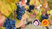 Lambrusco DOP: si chiude l’anno con l’aggiornamento dei disciplinari