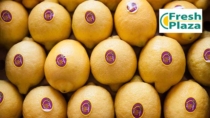 Consorzio Tutela del Limone di Siracusa IGP: bando per selezione ente esecutore