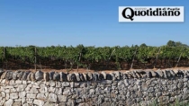 Dop economy: la Puglia nona in Italia, vino e olio come traino