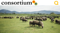 SheepWolfare: il pastore virtuale che salva le pecore dai lupi