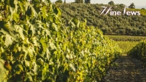 La Dop Economy del vino italiano vale 11,3 miliardi di euro