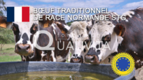 Bœuf traditionnel de race Normande STG - Francia
