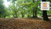 Castagna del Monte Amiata IGP: così non va