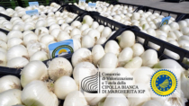 (Barletta) Cipolla Bianca di Margherita IGP: conferenza finale del progetto CIPOMAR