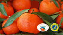 Le Clementine del Golfo di Taranto IGP in mostra a Berlino