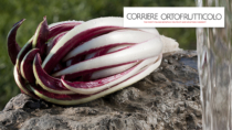 Radicchio Rosso di Treviso IGP in vetrina alla fiera del Turismo di Berlino