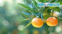 Nuovo disciplinare di produzione per le Clementine di Calabria IGP